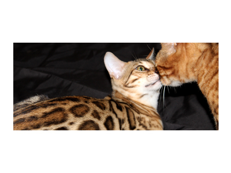 ELEVAGE DE CHATS BENGALS