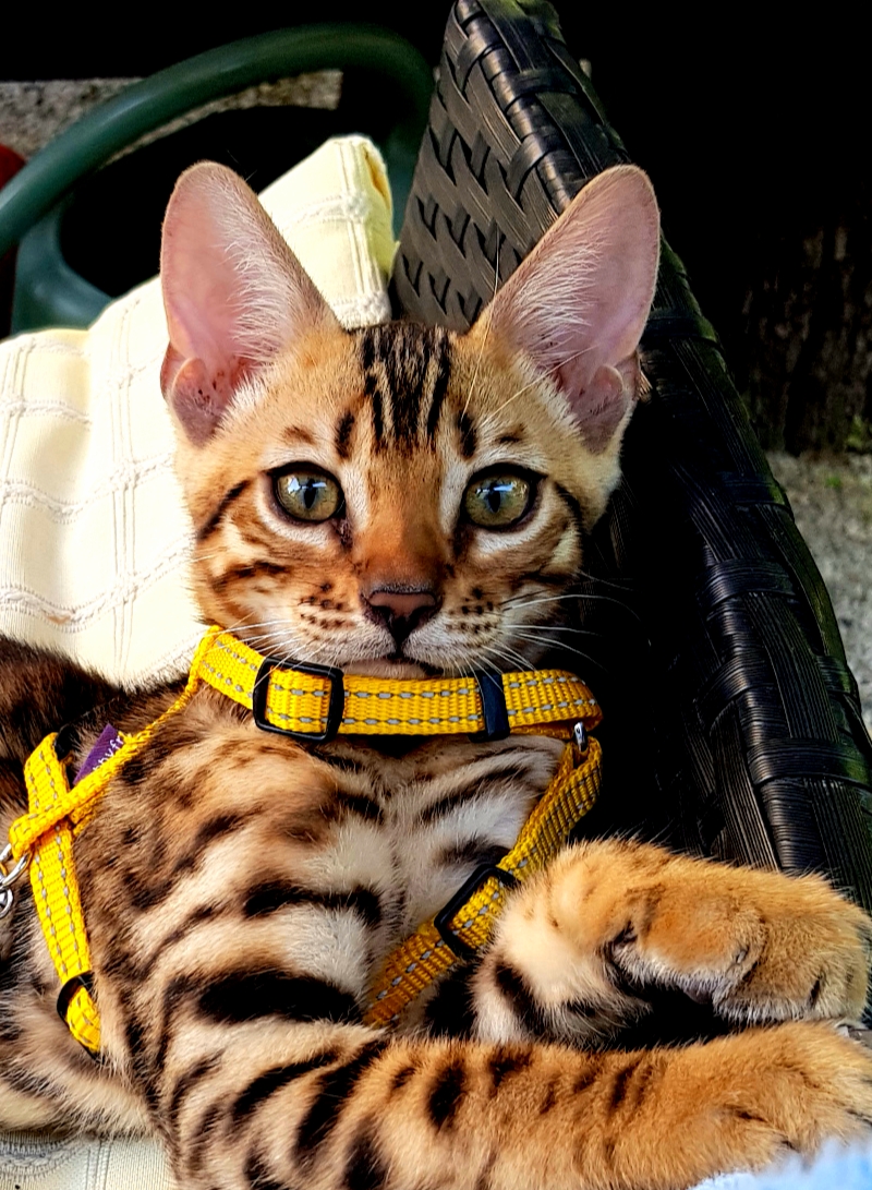 Bengal