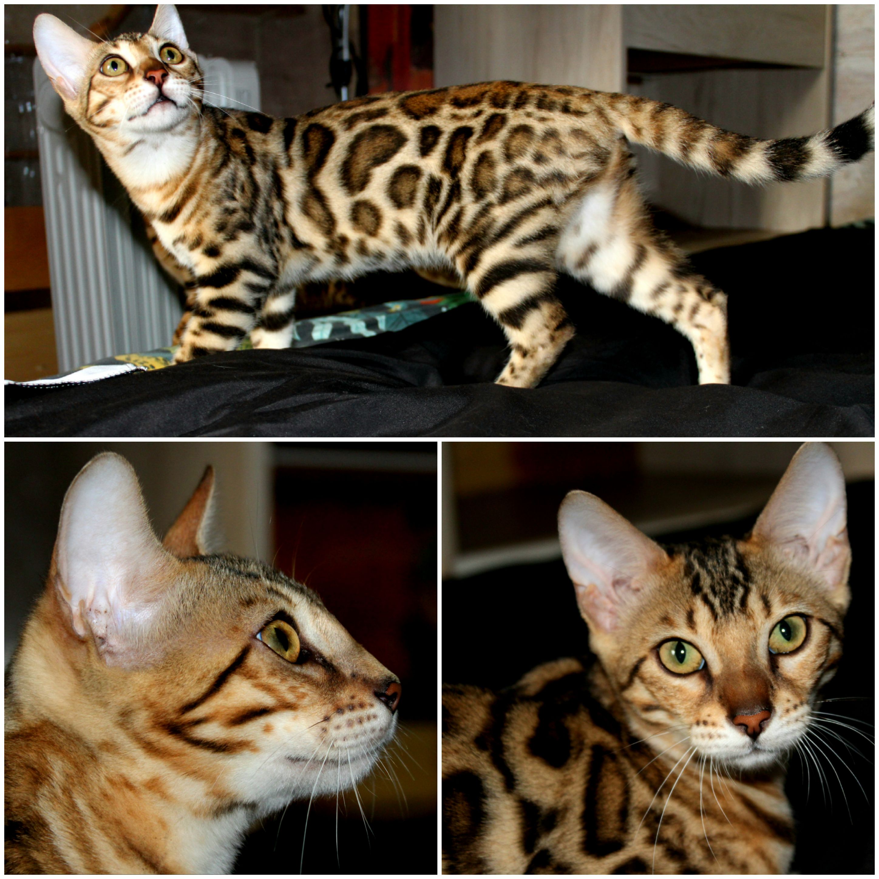 Bengal